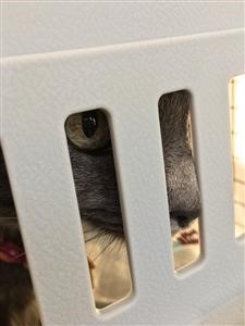 Application Iphone Spy Sms